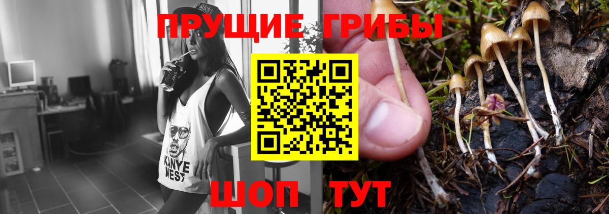 Псилоцибиновые грибы мицелий Коряжма